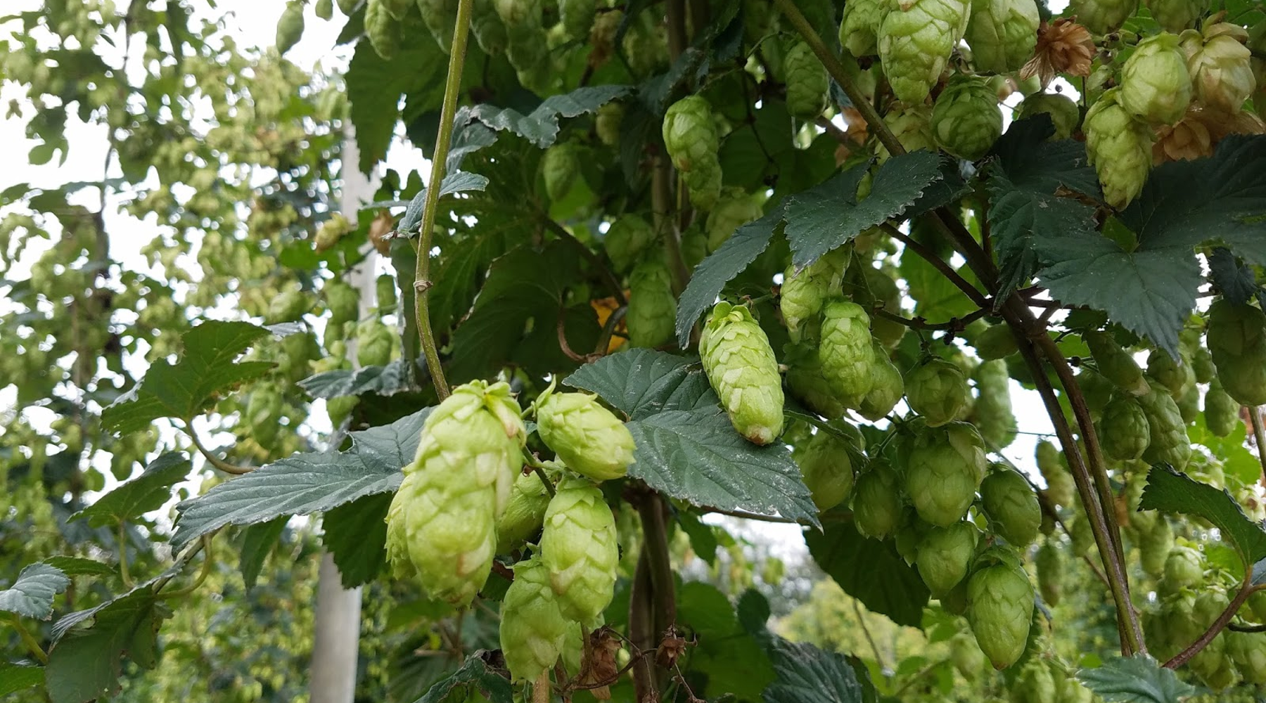 Nelson Sauvin Hop Plant on the Vine in Nelson