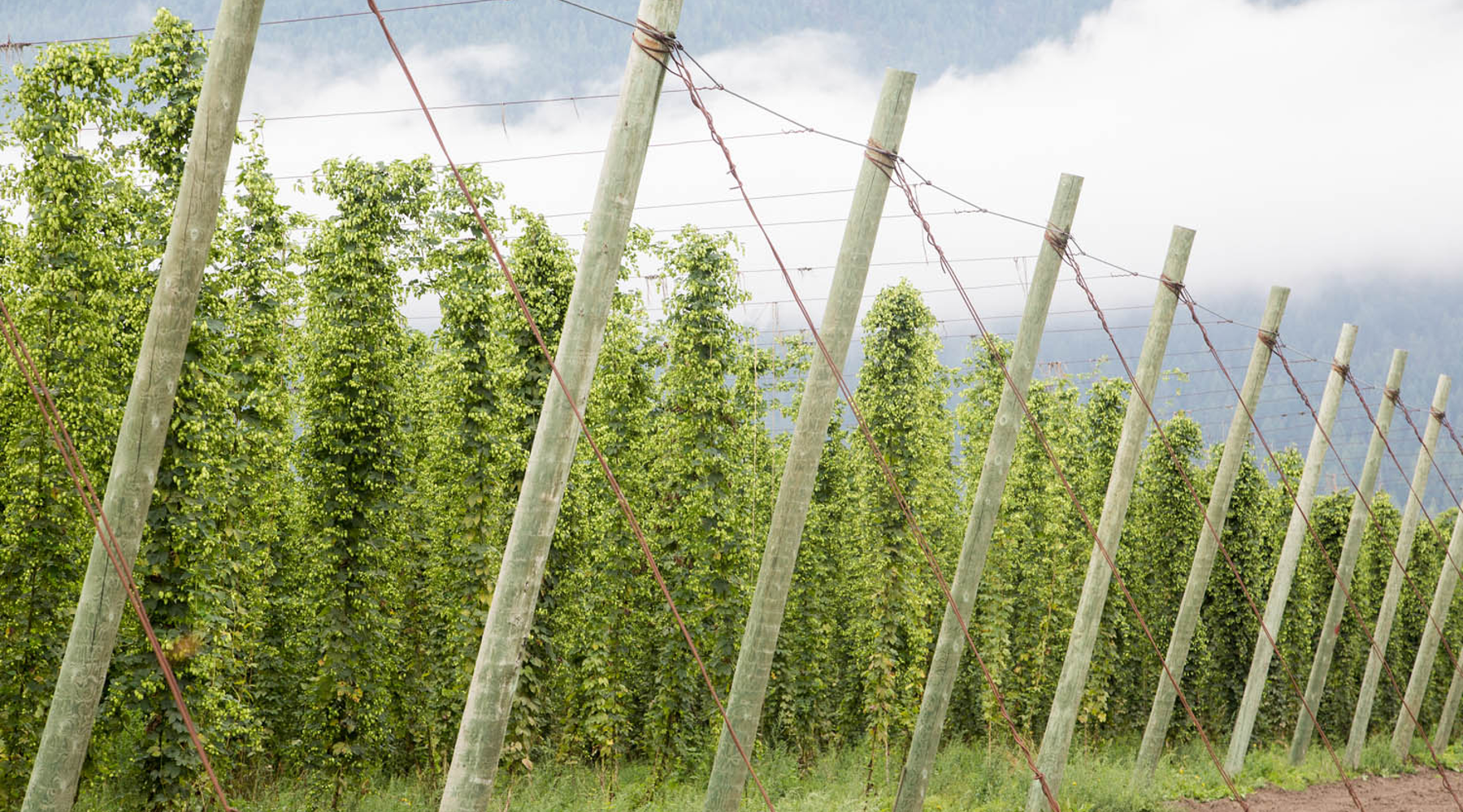 Hop Fields at Hop Farm