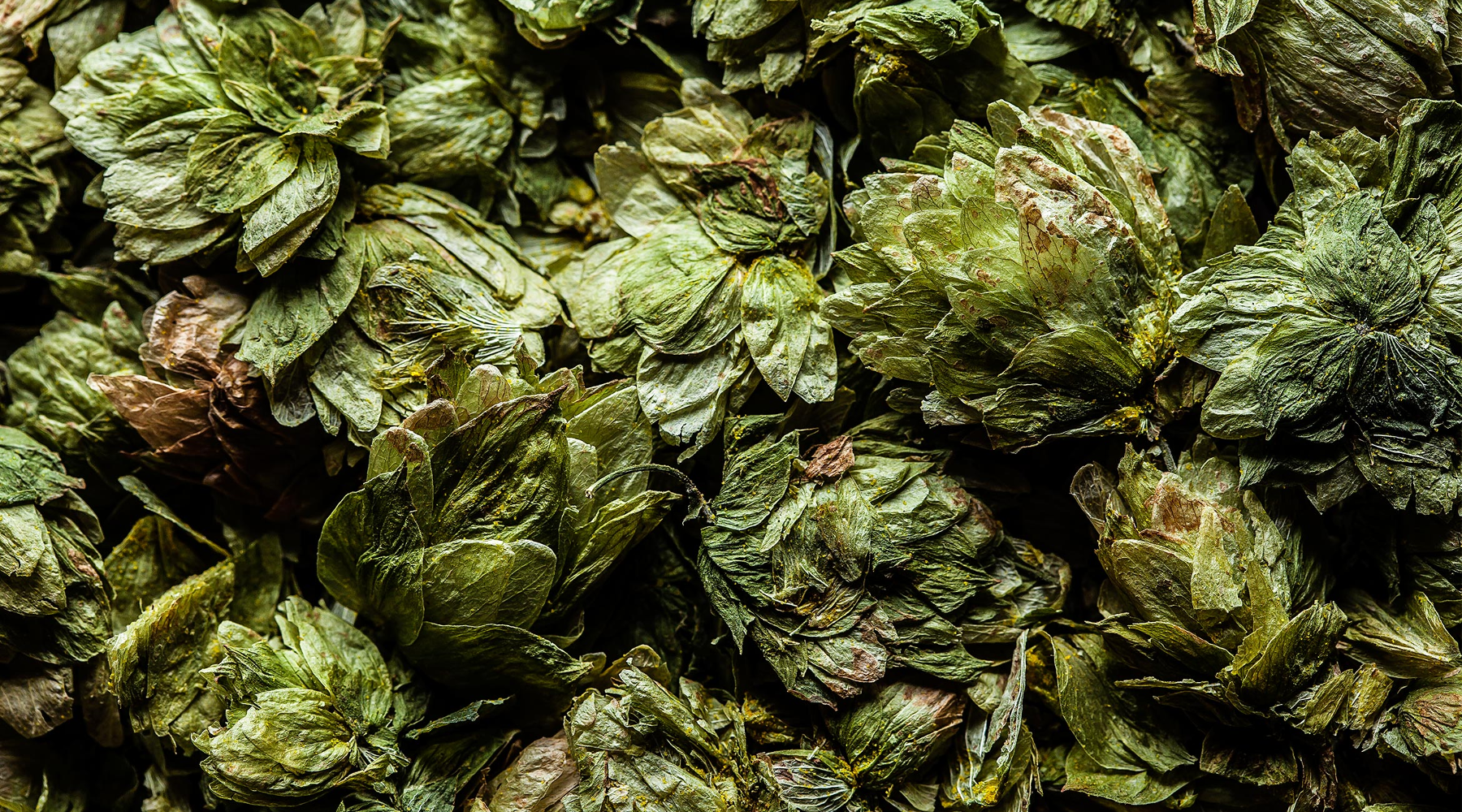 Dried Mosaic Hop Cones