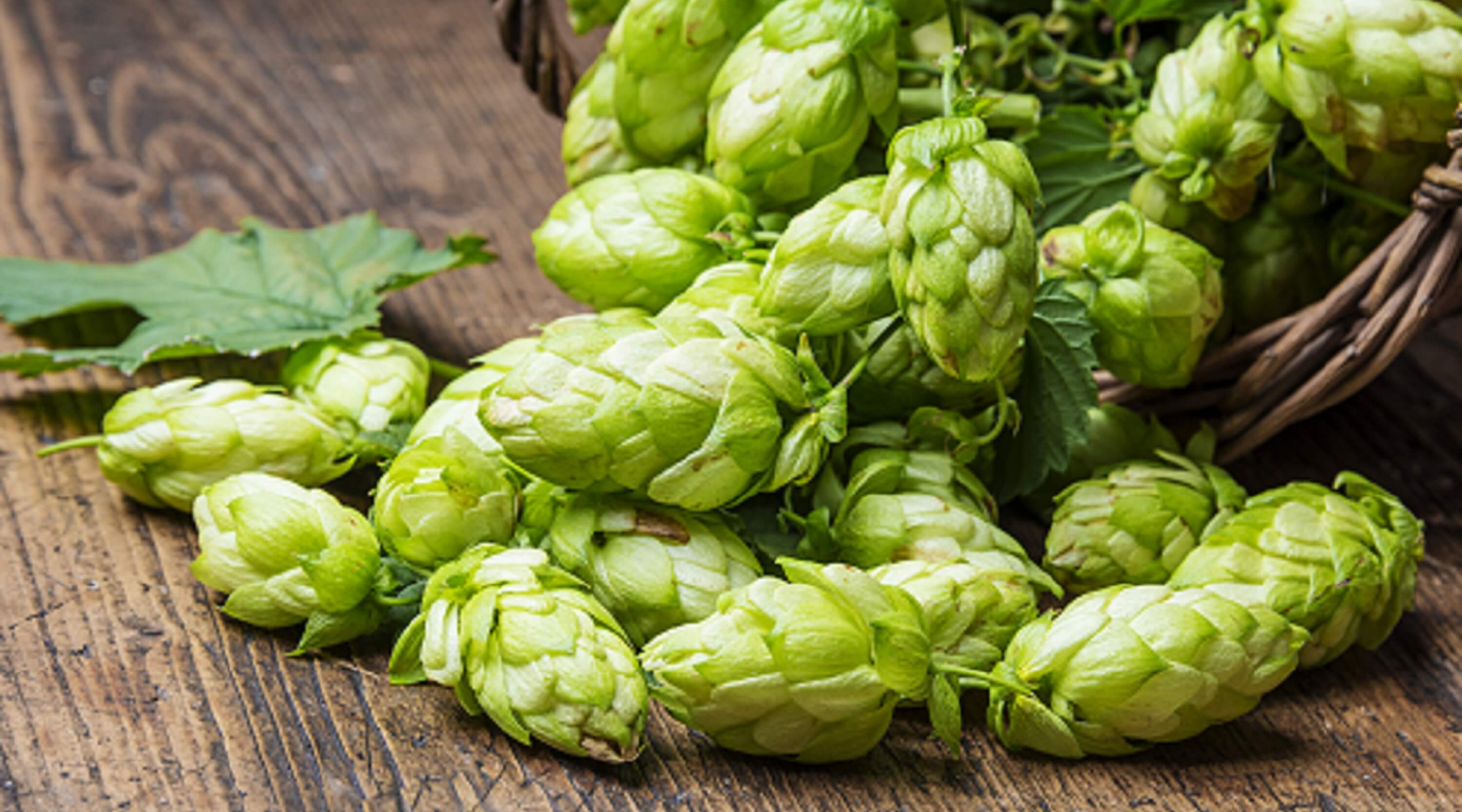 Citra Hops Spilling out of Basket